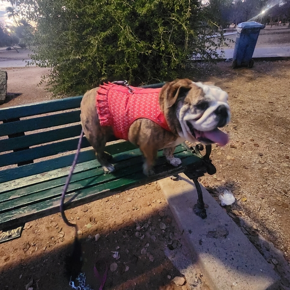 Meet your Posher, Alfredo - Picture 8 of 8